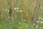 trznadel